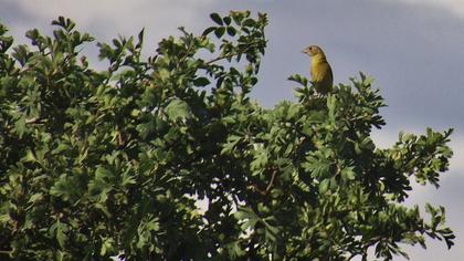 Karabaşlı kirazkuşu