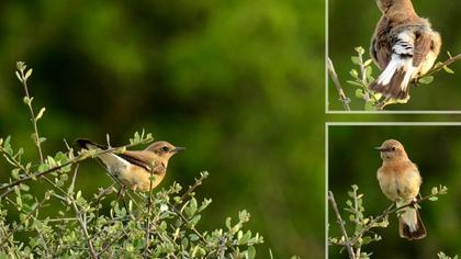 Karakulaklı kuyrukkakan
