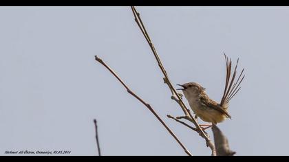 Dikkuyruklu ötleğen