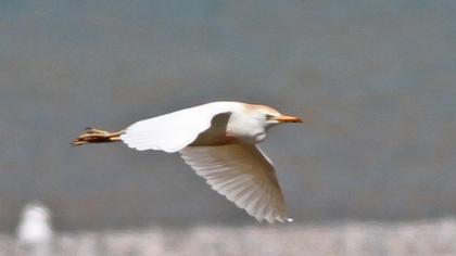 Sığır balıkçılı