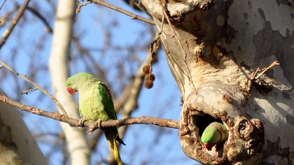 İskender papağanı