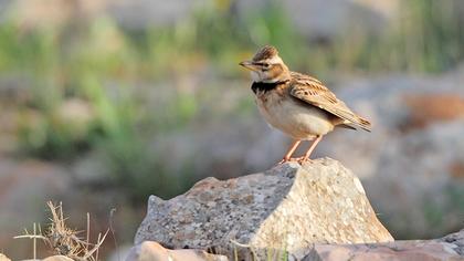 Küçük boğmaklı toygar