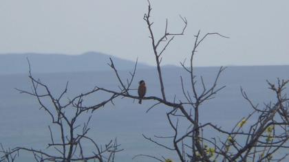 Karabaşlı kirazkuşu