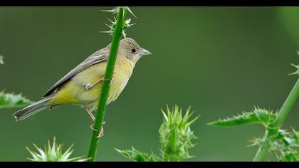 Karabaşlı kirazkuşu
