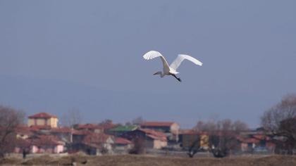 Büyük ak balıkçıl