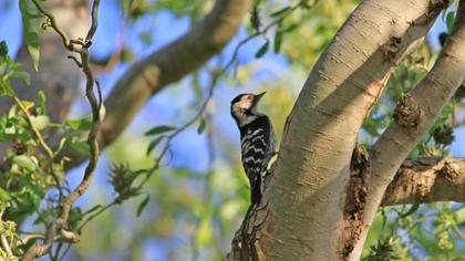 Küçük ağaçkakan