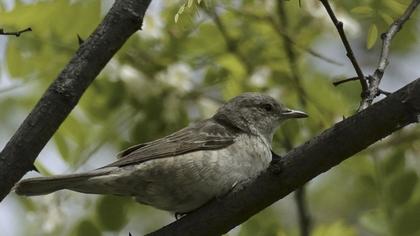 Barred Warbler