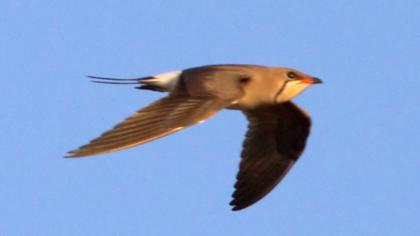 Bataklıkkırlangıcı