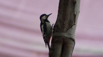 Syrian Woodpecker