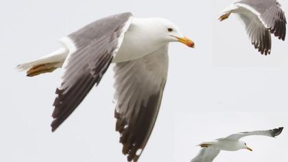 Van gölü martısı