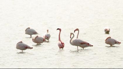 Küçük flamingo