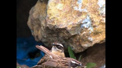 Sürmeli dağbülbülü