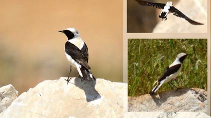 Karakulaklı kuyrukkakan