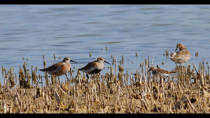Karakarınlı kumkuşu