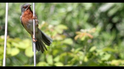 Bıyıklı ötleğen