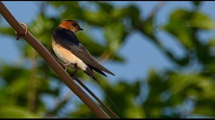 Red-rumped Swallow