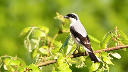 Karaalınlı örümcekkuşu