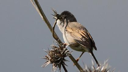 Akgerdanlı ötleğen