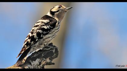 Küçük ağaçkakan