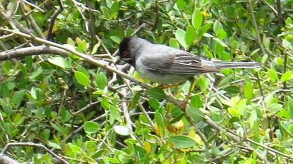 Karaboğazlı ötleğen