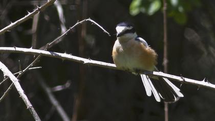 Maskeli örümcekkuşu