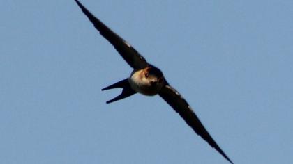 Kızıl kırlangıç