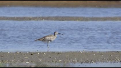 Sürmeli kervançulluğu