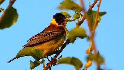 Karabaşlı kirazkuşu