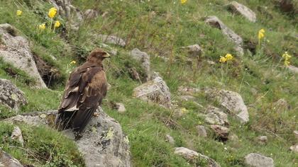 Küçük orman kartalı