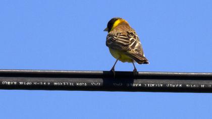 Karabaşlı kirazkuşu