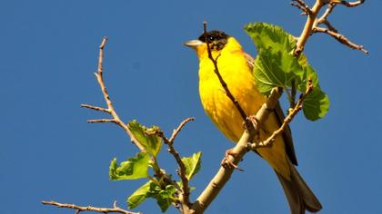 Karabaşlı kirazkuşu