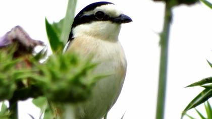 Maskeli örümcekkuşu