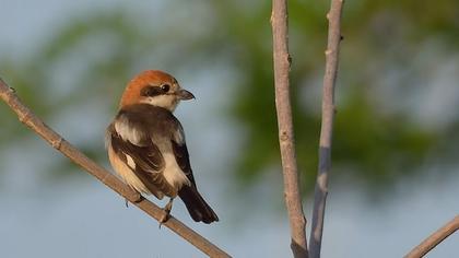 Kızılbaşlı örümcekkuşu