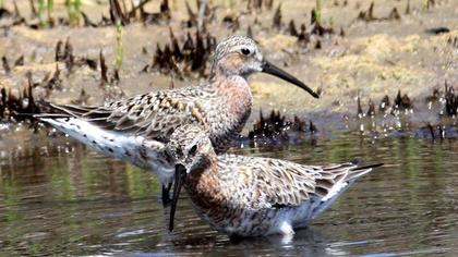 Curlew Sandpiper