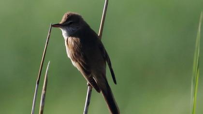 Büyük kamışçın
