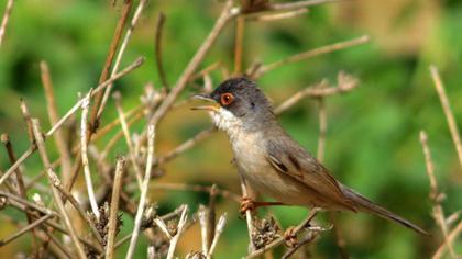 Pembegöğüslü ötleğen