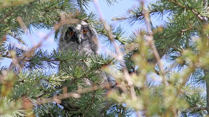 Kulaklı orman baykuşu