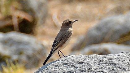 Karakulaklı kuyrukkakan