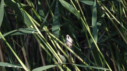 Bıyıklı baştankara