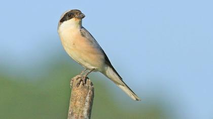 Karaalınlı örümcekkuşu