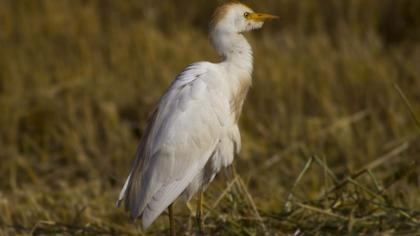 Sığır balıkçılı