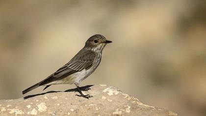 Spotted Flycatcher