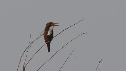 İzmir yalıçapkını