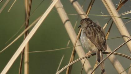 Dikkuyruklu ötleğen