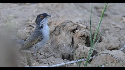 Pembegöğüslü ötleğen