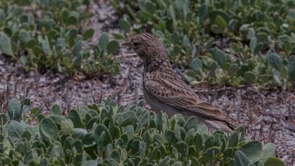 Türkistan çorak toygarı