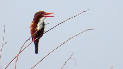 İzmir yalıçapkını