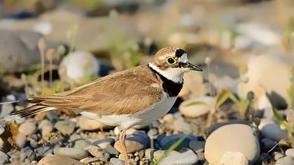 Halkalı küçük cılıbıt