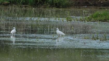 Küçük ak balıkçıl
