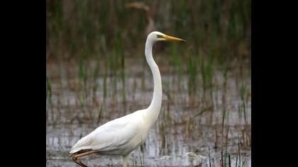 Büyük ak balıkçıl